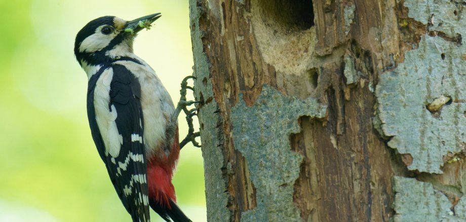 Buntspecht mit Futterration für den Nachwuchs. Buntspecht mit Futterration für den Nachwuchs.