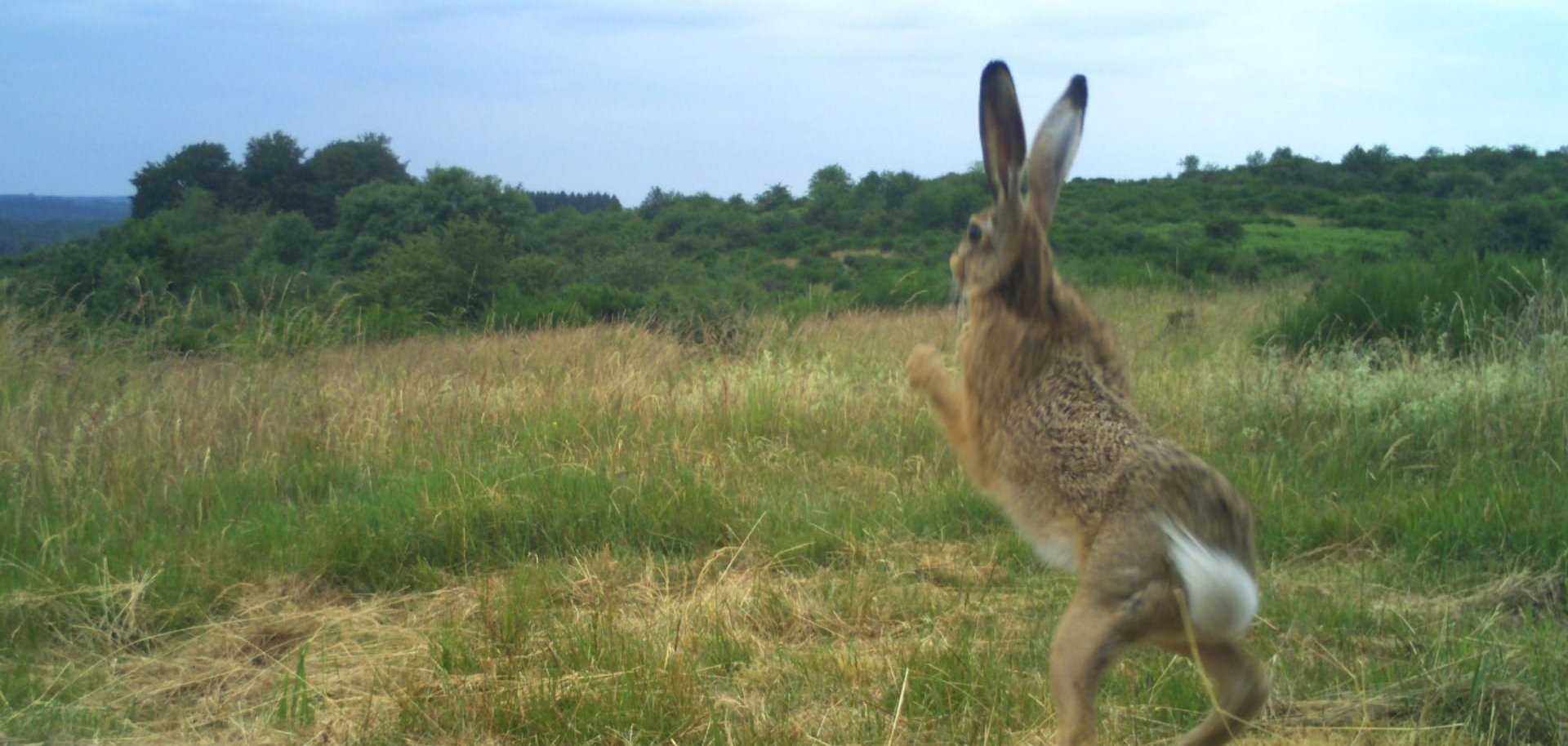 Feldhase vor der Fotofalle Heimischer Offenland- und Waldbewohner: Ein Feldhase vor der Fotofalle im Nationalpark Eifel. Nicht-invasive Kamerasysteme ermöglichen Einblicke in die Populationen europäischer Säugetiere.