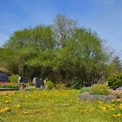 Friedhof Olef