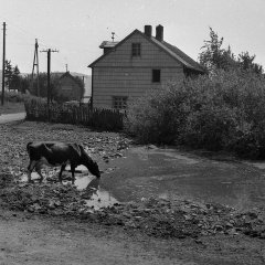 Der Scheurener Dorfweiher (de Schürenter Pool) um 1950. Heute ist an der Stelle der Spielplatz  