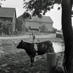 Der Scheurener Dorfweiher (de Schürenter Pool) um 1950. Heute ist an der Stelle der Spielplatz