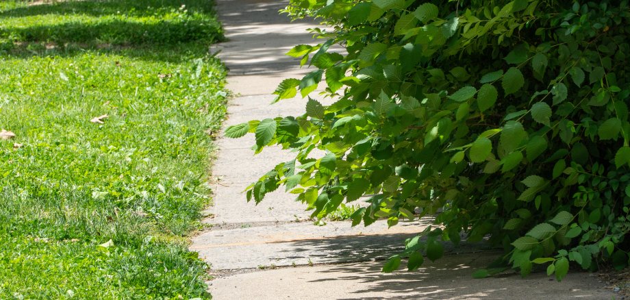 Hecke ragt über den Gehweg. Hecke ragt über den Gehweg.
