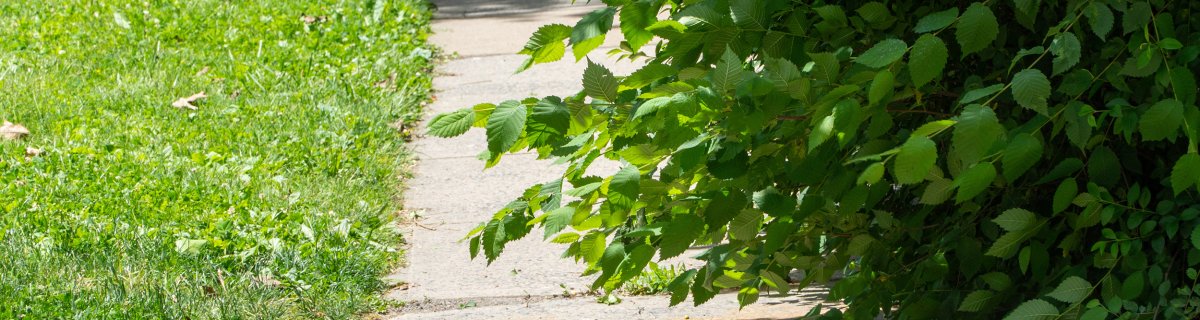 Hecke ragt über den Gehweg. Hecke ragt über den Gehweg.