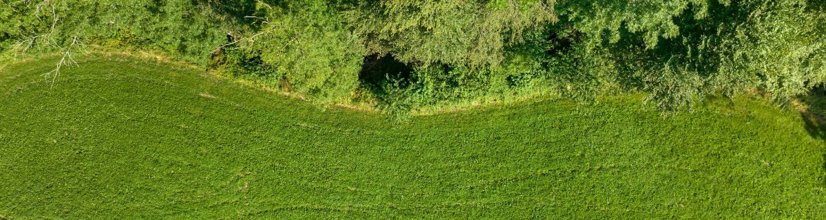 Wald- und Wiesenfläche.