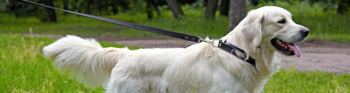 Hund an der Leine