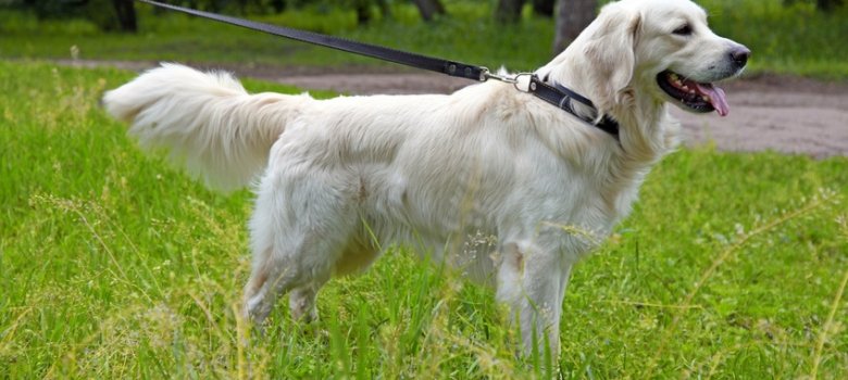 Hund an der Leine Hund an der Leine