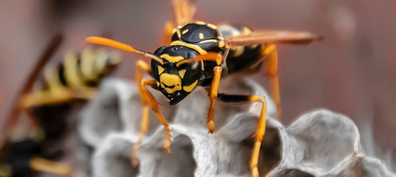 Nahaufnahme einer Wespe. Nahaufnahme einer Wespe.