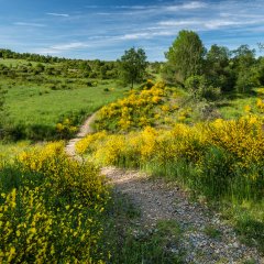 Ginsterblüte auf der Dreiborner Hochfläche im Nationalpark Eifel