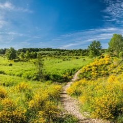 Ginsterblüte auf der Dreiborner Hochfläche im Nationalpark Eifel