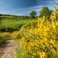 Ginsterblüte auf der Dreiborner Hochfläche im Nationalpark Eifel