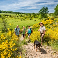 Ginsterblüte auf der Dreiborner Hochfläche im Nationalpark Eifel