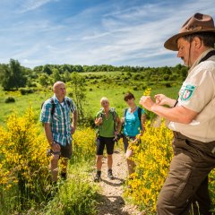 Ginsterblüte auf der Dreiborner Hochfläche im Nationalpark Eifel