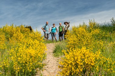 Ginsterblüte auf der Dreiborner Hochfläche im Nationalpark Eifel