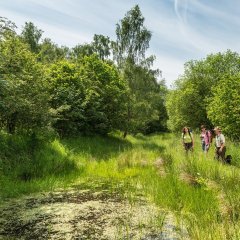 Ginsterblüte am Tümpelweg im Nationalpark Eifel
