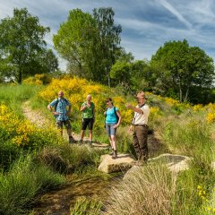 Ginsterblüte auf der Dreiborner Hochfläche im Nationalpark Eifel