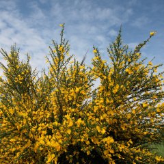 Ginsterblüte auf der Dreiborner Hochfläche im Nationalpark Eifel