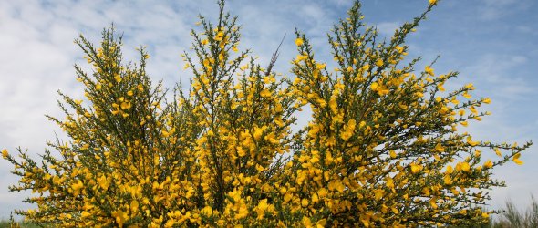 Ginsterblüte auf der Dreiborner Hochfläche im Nationalpark Eifel