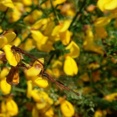 Frühe Adonislibelle auf Ginsterblüte im Nationalpark Eifel