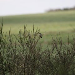 Wiesenpieper auf Ginsterblüte im Nationalpark Eifel