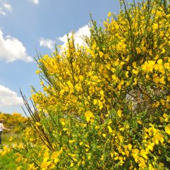 Wandern und Nordic Walking auf der Dreiborner Hochfläche