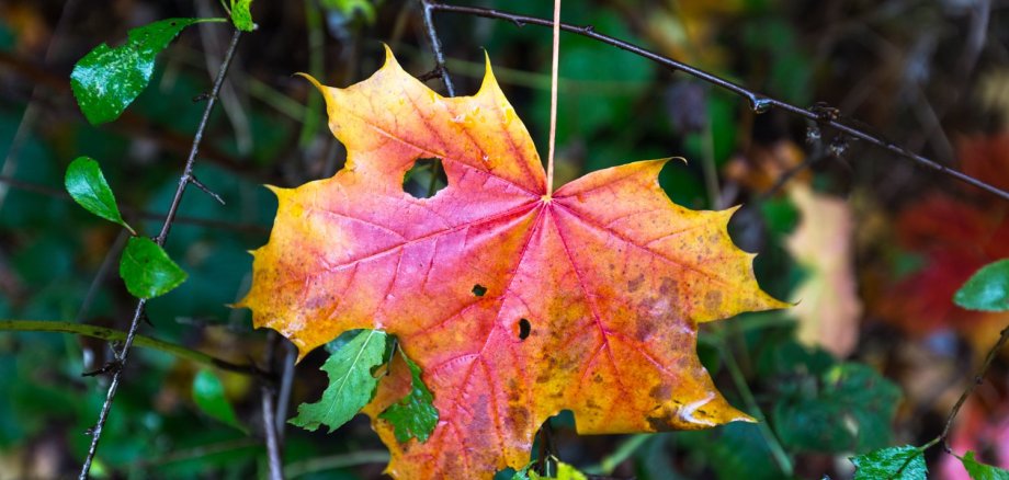 Blatt eines Baumes im Herbst.