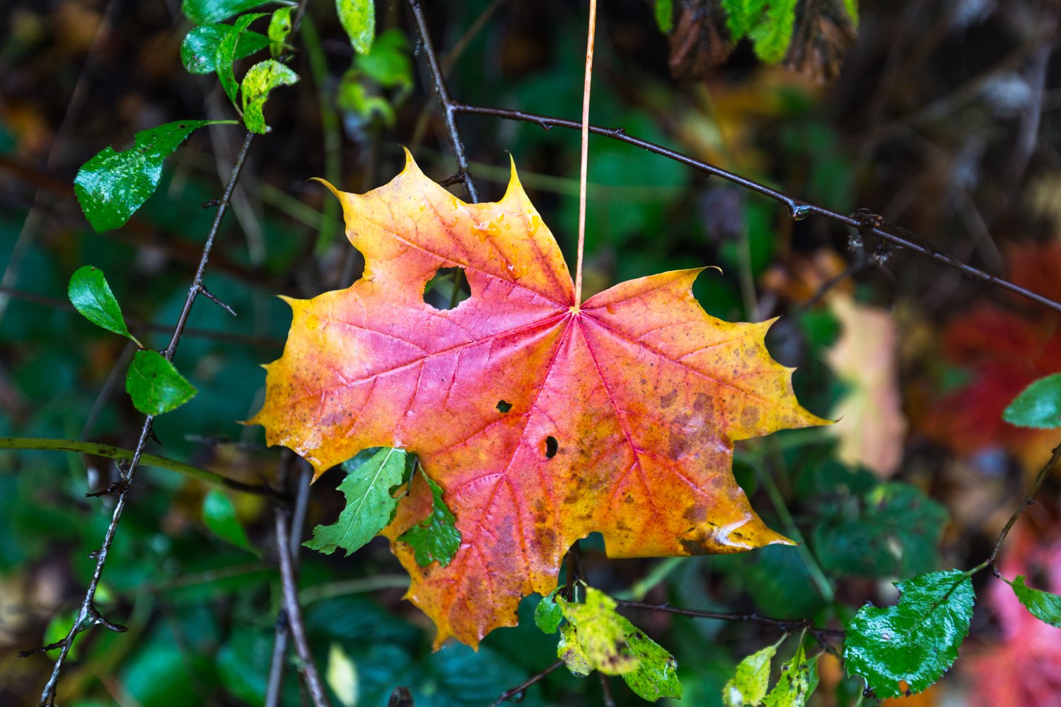 Blatt eines Baumes im Herbst.