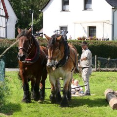 Holzrückepferde zu Gast auf dem Olefer Antik- und Handwerkermarkt.