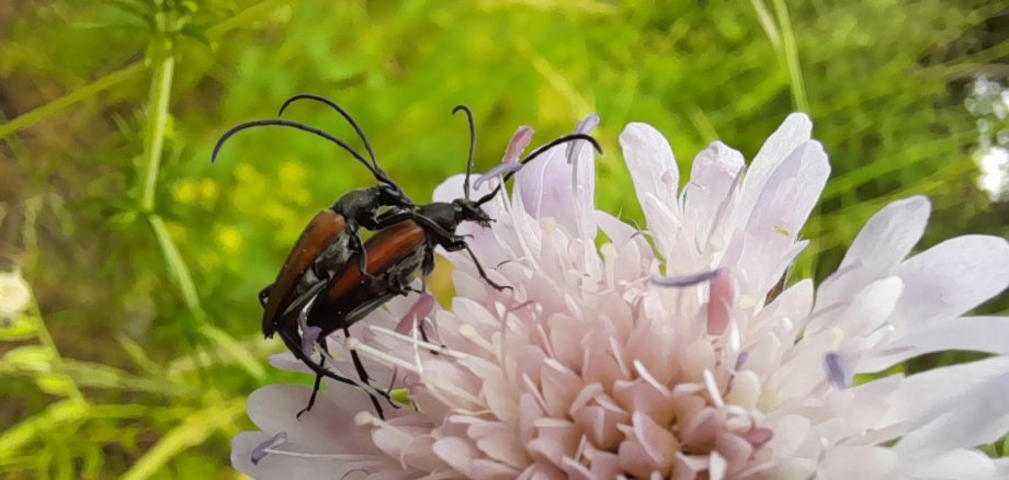 Der kleine Schmalbock (Stenurella melanura) gehört zu den Käferarten, die im Totholz aufwachsen.