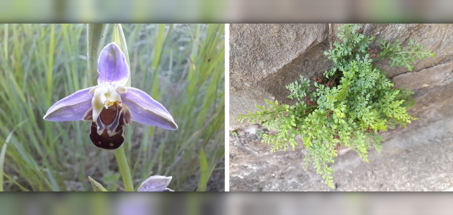 Mauerfarn (Asplenium ruta-muraria) und Bienenragwurz (Ophrys apifera).
