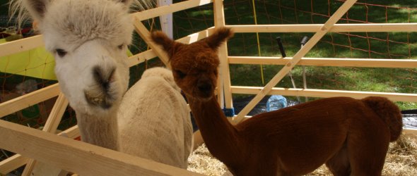 Alpakas beim Schleidener Bauernmarkt.
