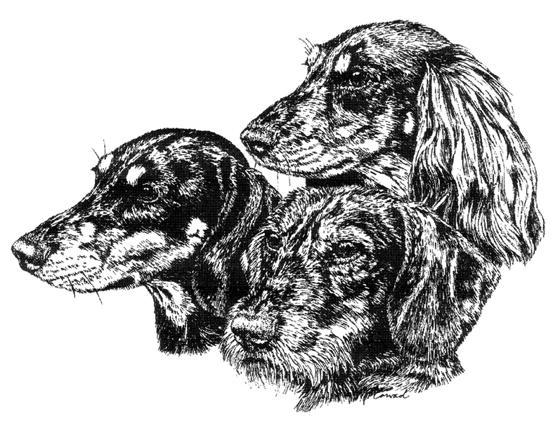 Zeichnung von drei Dackeln.