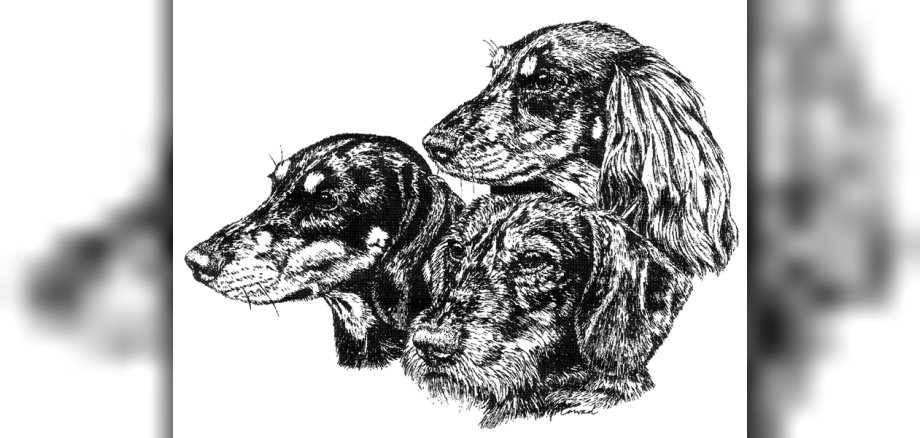 Zeichnung von drei Dackeln. Zeichnung von drei Dackeln.