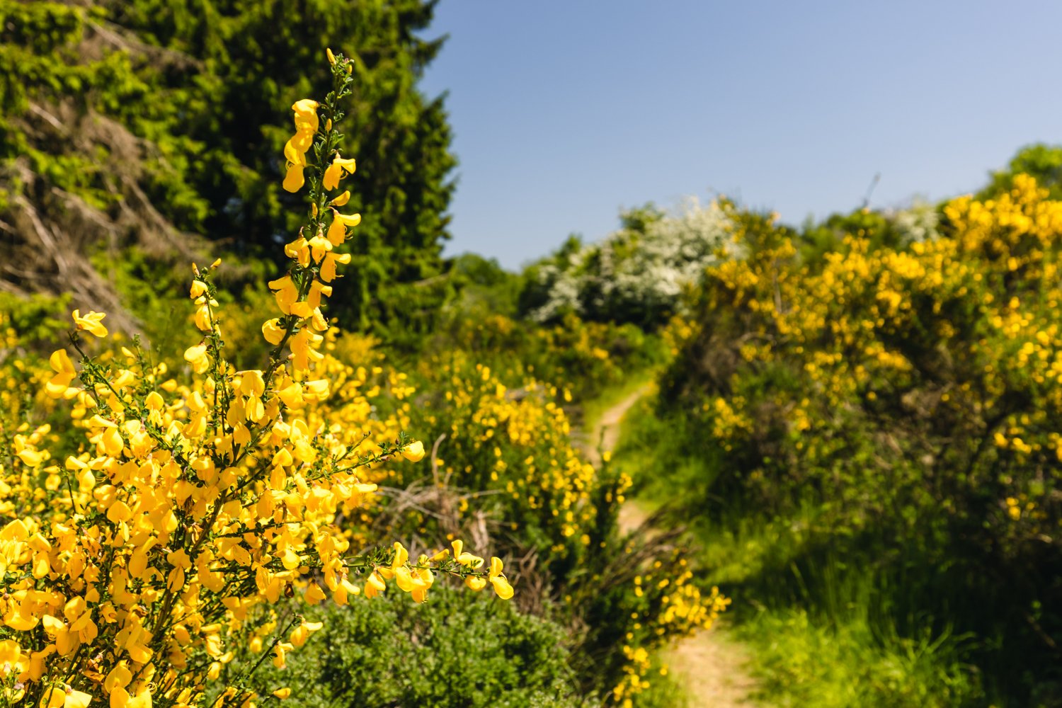Eifelgold auf der Dreiborner Hochfläche