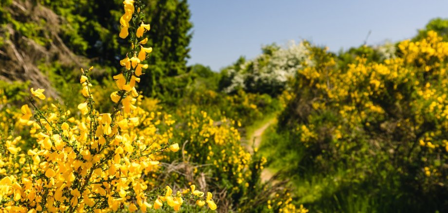 Eifelgold auf der Dreiborner Hochfläche